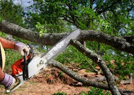 Redfield, SD Tree Removal Company